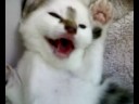 toumi
