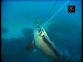 Pescasub de garoupa - PESCASUBRJ Pescasub de garoupa - PESCASUBRJ