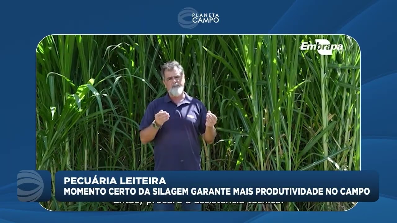 Momento certo da silagem garante mais produtividade no campo