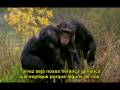 videos de Richard Dawkins - O Vírus da Fé 5 - Legendado