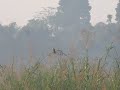 MVI_0440.MOV striated grassbird calling and preening Magori Beel Dibru/Shaikowa 211209