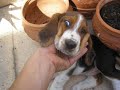 Nuestros Basset Hound Otto y Greta Nuestros Basset Hound Otto y Greta