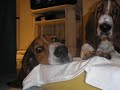 nuestros basset hound otto y greta