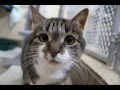 videos de Adopt Penny.  Make her a Lucky Penny.