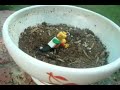 MANtage (Lego) - Barats and Bereta