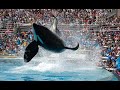 tribute to orcas in captivity