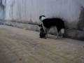 videos de Border Collies 03
