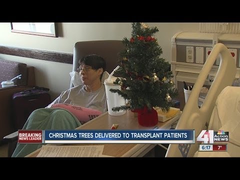 how to transplant christmas tree
