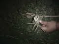Land Crab Hunting in Jamaica