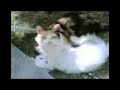 gatti di Lettomanoppello