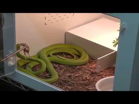 YouTube reptile video