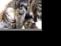 眠りネコ動画