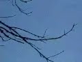 Large Loop Antenna