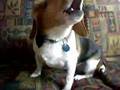 Beagle video