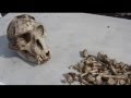 Extinct Animals Of The World