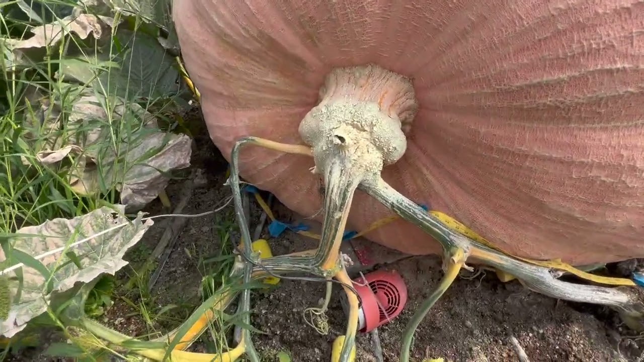 Loading up Howie the GIANT pumpkin