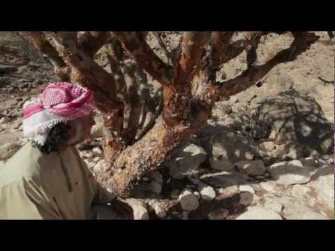 how to harvest frankincense
