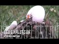 Intense Egg Explosion Intense Egg Explosion
