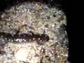 Salamander crossing 2008