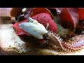 Giant bristle worm looking for food