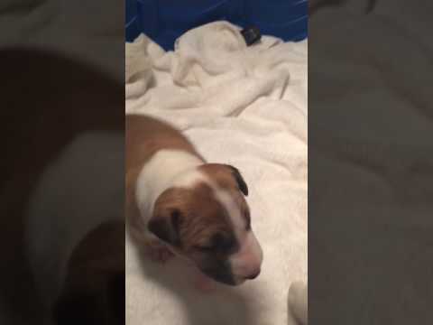 AKC Bull Terrier Boy - Juno
