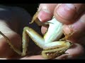 Herping With Dylan: Pickerel Frogs & Leopard Frogs