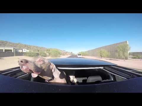 ¡Mira mamá estoy sonriendo! Checa al perro que disfruta de un paseo en el auto