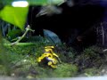 D.Leucomelas & D.Auratus \"Blue & Black\" \"Panama\"