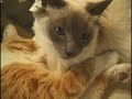 One-eyed Cat Nestling Siamese