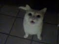 My Cat Ollie:D:D:D My Cat Ollie:D:D:D