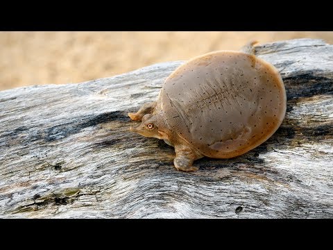 YouTube reptile video