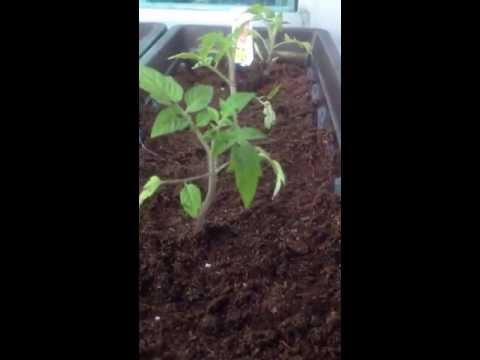 how to grow roma vf tomatoes