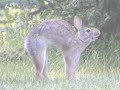 Eastern Cottontail