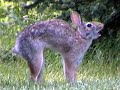 I have an attack bunny. I have an attack bunny.