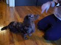 Long Hair Chocolate And Tan Dapple Dachshund Doing Tricks Long Hair Chocolate And Tan Dapple Dachshund Doing Tricks