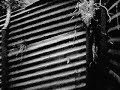 Trenches War (in Flanders Fields)