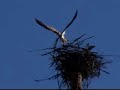The Wingged Ones The Wingged Ones