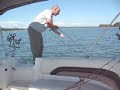 Striped Bass hooked and landed on Lake Lanier!