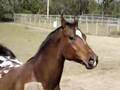 SOLD!!!Appaloosa horse for sale Ty