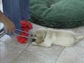 golden retriever puppy