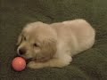 Golden Retriever Puppy Golden Retriever Puppy