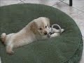 golden retriever puppy