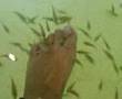 Fish Spa