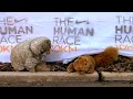 Nike+ Human Race with Seal and Squirrel