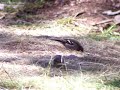 Pinz�n vulgar (Fringilla coelebs)