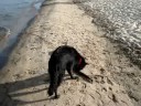 PAWS PAWS