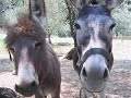 Ottone