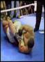 Barrantes Vs Jimenez - MMA Costa Rica