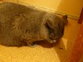 голодные коты Зефир и Халиф. Алан Браев.