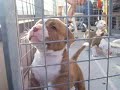 pups 5 weken 3